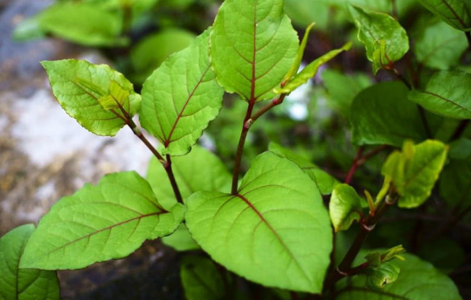 农村的这种植物被称为花斑竹还能当野菜食用