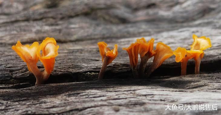 这种菌类长得像鹿角,凉拌非常爽口,你有吃过吗?