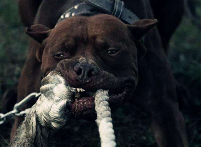 猛犬中的四大单挑王,只有倒下的身躯,绝无畏惧的灵魂