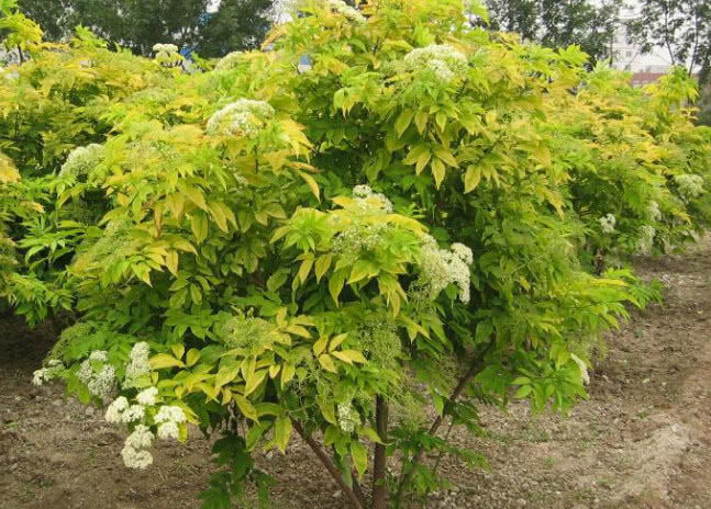 农村这种"臭树",全身是宝,也是民间风湿良药,你有见过没