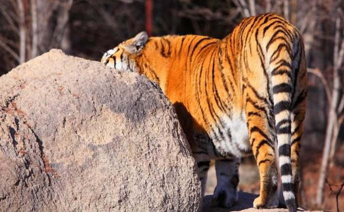 否则一定会找罪受,这四样东西就是毒蝎子的尾巴,大马蜂的蜂窝,老虎的