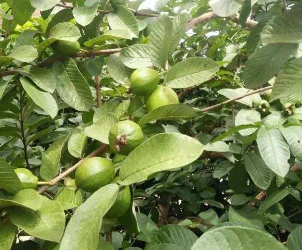 果肉香味扑鼻,过去常烂在树上喂鸟,如今农村遍地难找