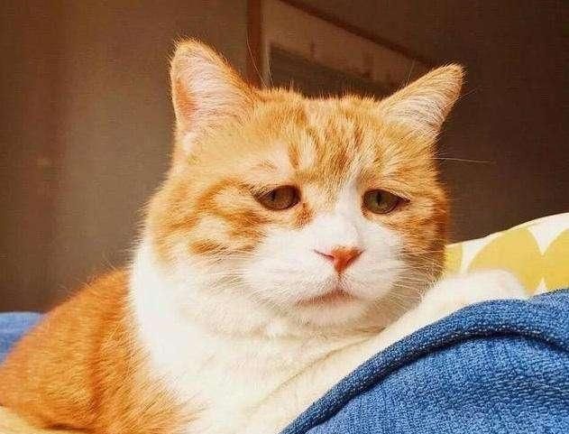 猫咪好像得了抑郁症,该怎么办?