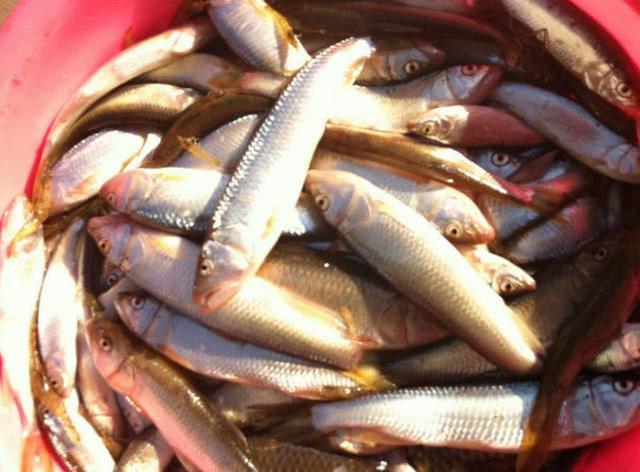 国内最好吃的4种淡水鱼,光听说过就很牛,吃过2种以上是土豪