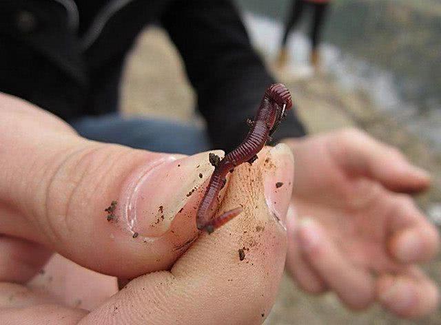 上鱼钩后,然后再将蚯蚓放入纸杯中粘一些阿魏即可抛竿入水,开始垂钓了