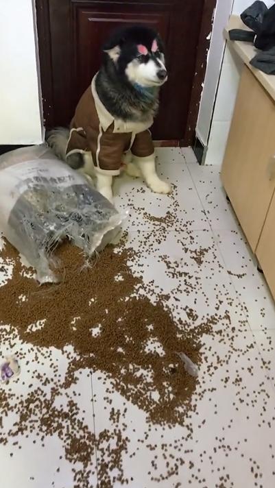 铲屎官新买了一大包狗粮,阿拉斯加狗狗拆家撒一地,主人气的头晕