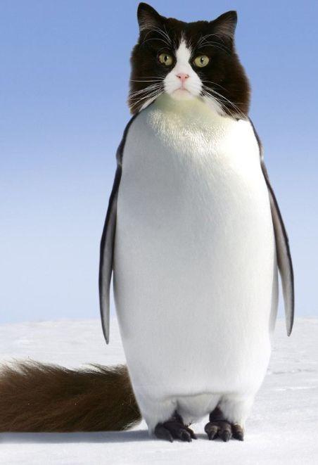 当动物的头ps到企鹅的身上之后这也太可爱了吧
