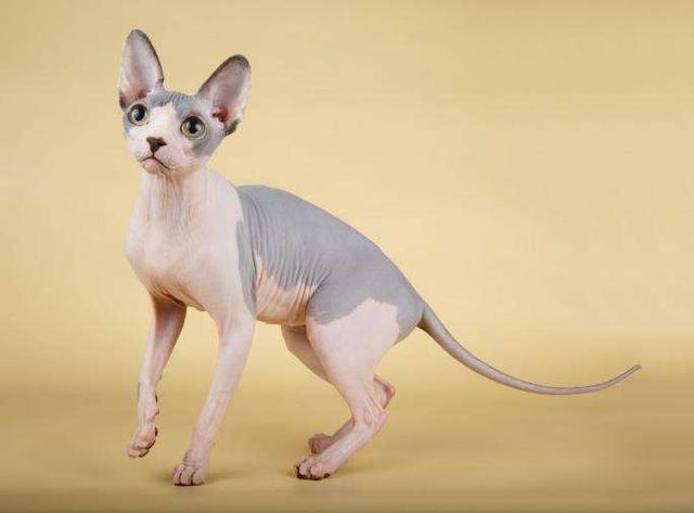 神兽",最稀有的猫种之一,全身无毛,却备受欢迎|猫|无毛猫|斯芬克斯