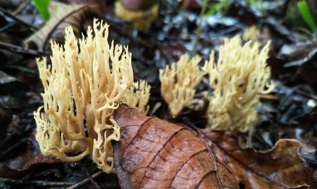 松树林中这种菌外形俊俏却是野生食用菌中不可忽视的组成部分