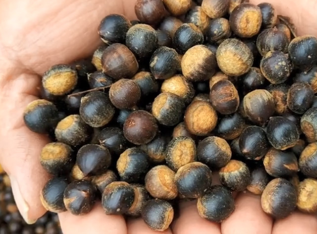 这种小小果子才是真正的野味,下锅一煮就可以吃,你想尝尝吗?