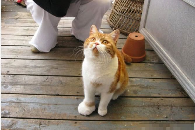 当猫咪被蜜蜂蛰伤后,波斯猫满脸幽怨,橘猫:我还能再来一次!