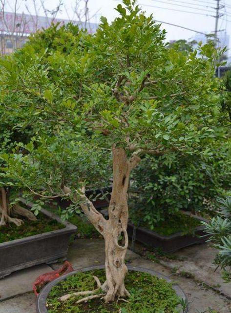 花白清香淡雅,家养九里香盆景,天天都有花香!