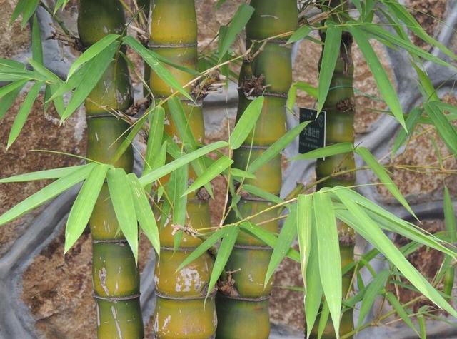 佛肚竹(佛肚竹的寓意是什么)