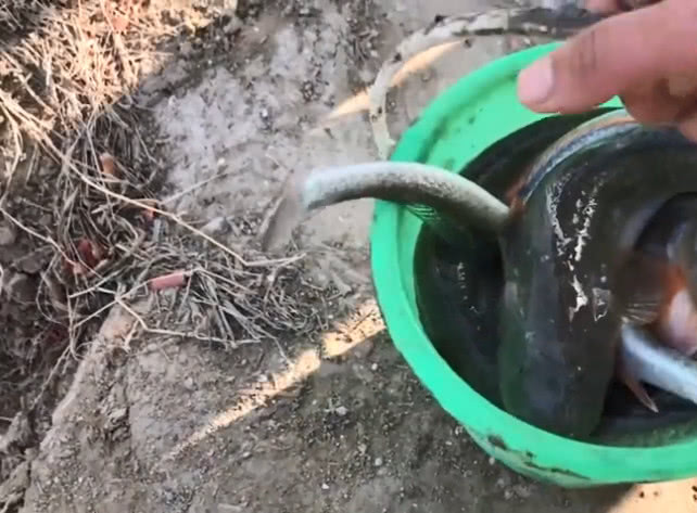 小伙池塘里抓"地龙鱼"收获丰富,有一条大家伙!装满小小的桶子