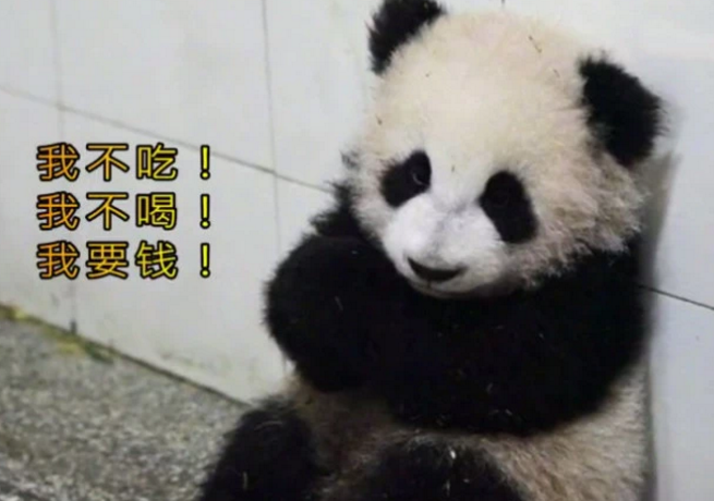 这只模仿苏大强的大熊猫火了我不吃我不喝我要钱