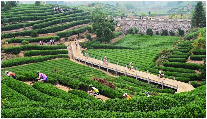 松阳新兴镇:浙西南茶叶第一镇,茶农生活过得越来越富裕