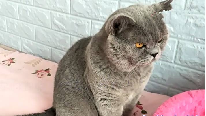 搞笑英短的床被小猫崽们占领结果猫爸无奈睡在婴儿床