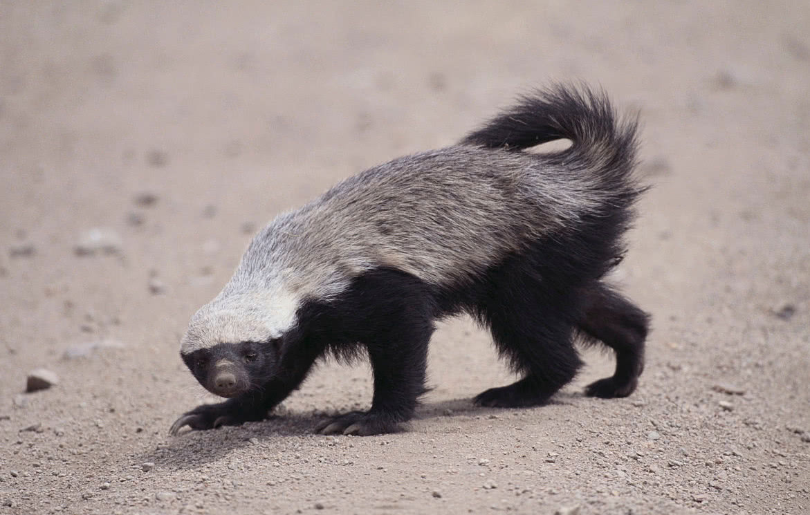 平头哥传说再次上演蜜獾不愧是动物界的贝爷|蜜獾|平头|攻击力_新浪