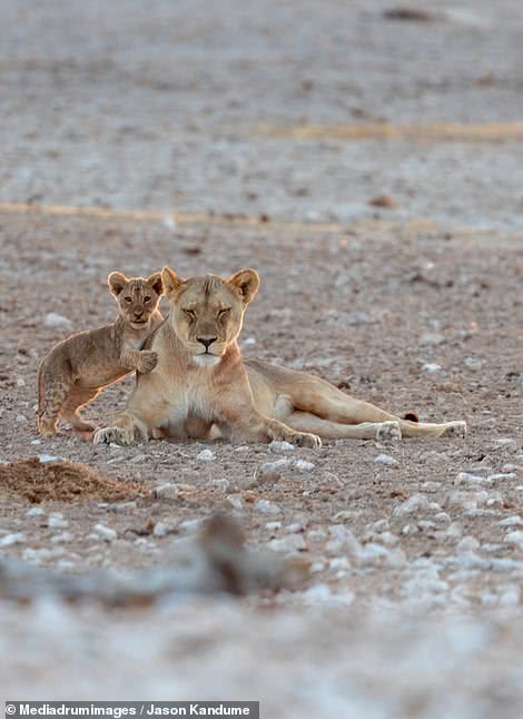 公狮子带孩子心力交瘁,稍有怠慢又遭老婆怒吼,毫无尊严|小狮子|带孩子