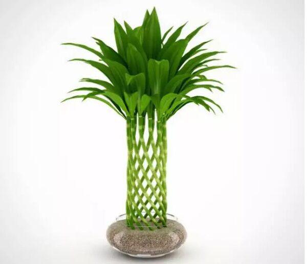 手巧怎么养富贵竹?造型修剪不能少,养出"九层宝塔",富贵逼人|富贵竹|