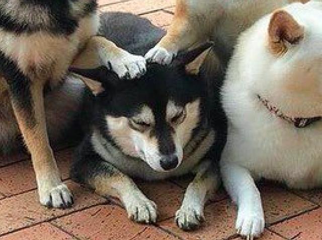 柴犬拍照时,被别的狗狗按住头,一脸的委屈样