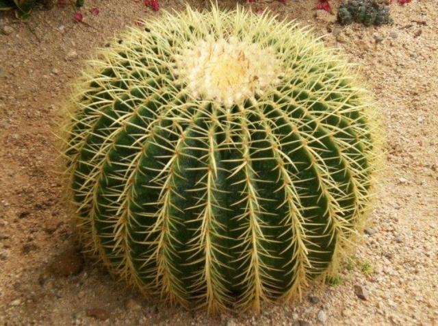 养护仙人球,换盆注意这个细节,来年又圆又胖,可爱极了!