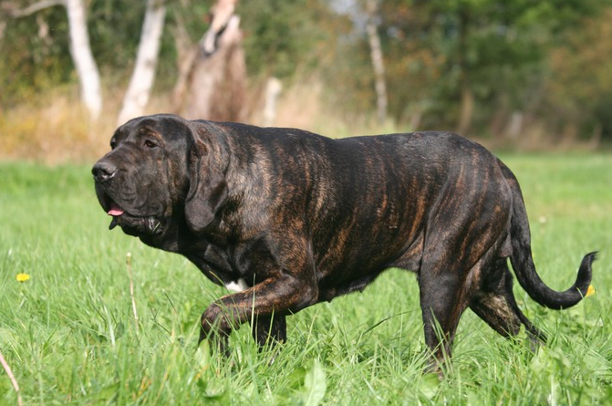 它就是来自与巴西名犬巴西菲勒犬,它是一种追踪力极强的大型猛犬,同时