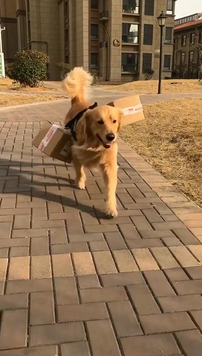 金毛狗狗帮主人拿快递,狗狗半路上绕近道,