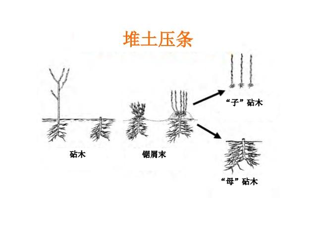 5种盆栽“压条”方法,不用剪枝不用嫁接,看完1种就会用,生根快|植物|枝干|枝条_新浪新闻