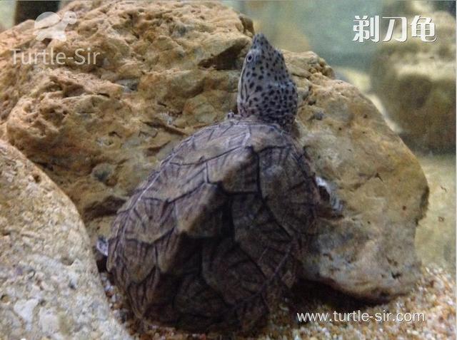 剃刀龟如何安全饲养?|剃刀|龟|用量_新浪新闻