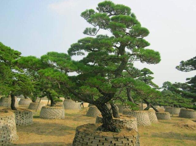 意境青葱,配上古朴风格!老年人喜欢的龙柏盆景!我们该怎么养护