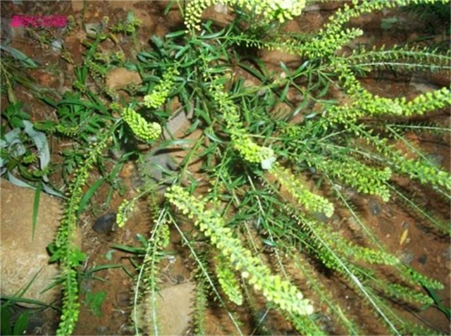 小时候经常用它的果子来玩,把它全草拿来做游戏,攥着迎风跑动,看起来