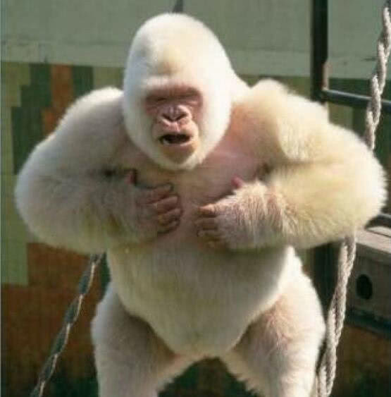 盘点四种白化动物白色大猩猩站在栏杆上面对镜头还有些懵