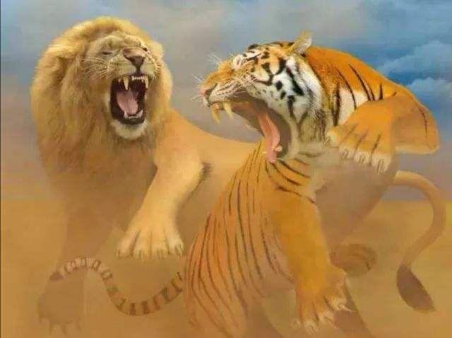 烫头的干不过纹身的,狮子真打不过老虎吗?打斗技巧并非决定因素