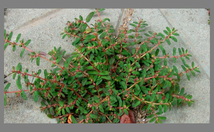 这种野草的名字叫做地锦草,看它的第一眼,觉得它的长相非常像马齿苋