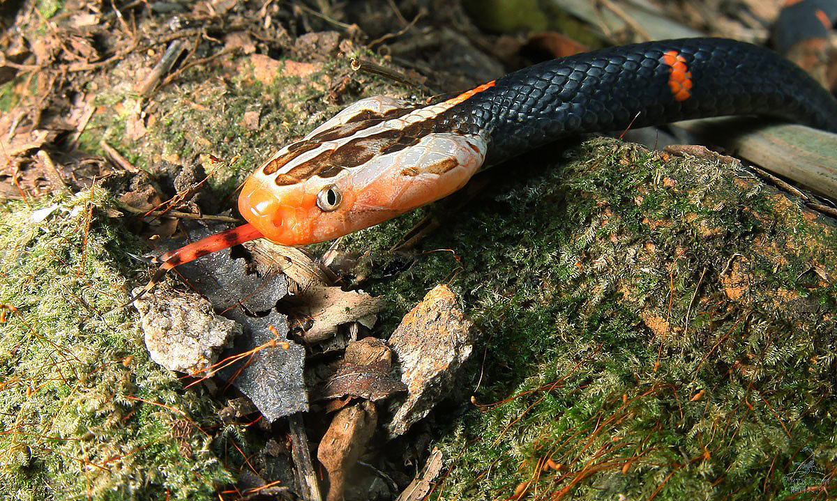 泳池发现白头蝰蛇想捉来当宠物专家忙劝别作死赶紧跑
