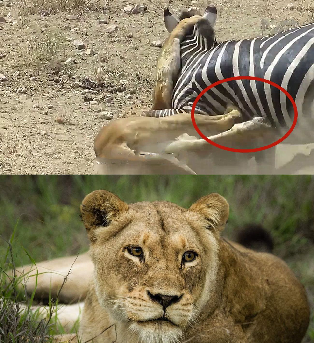 狮子咬掉斑马睾丸图片
