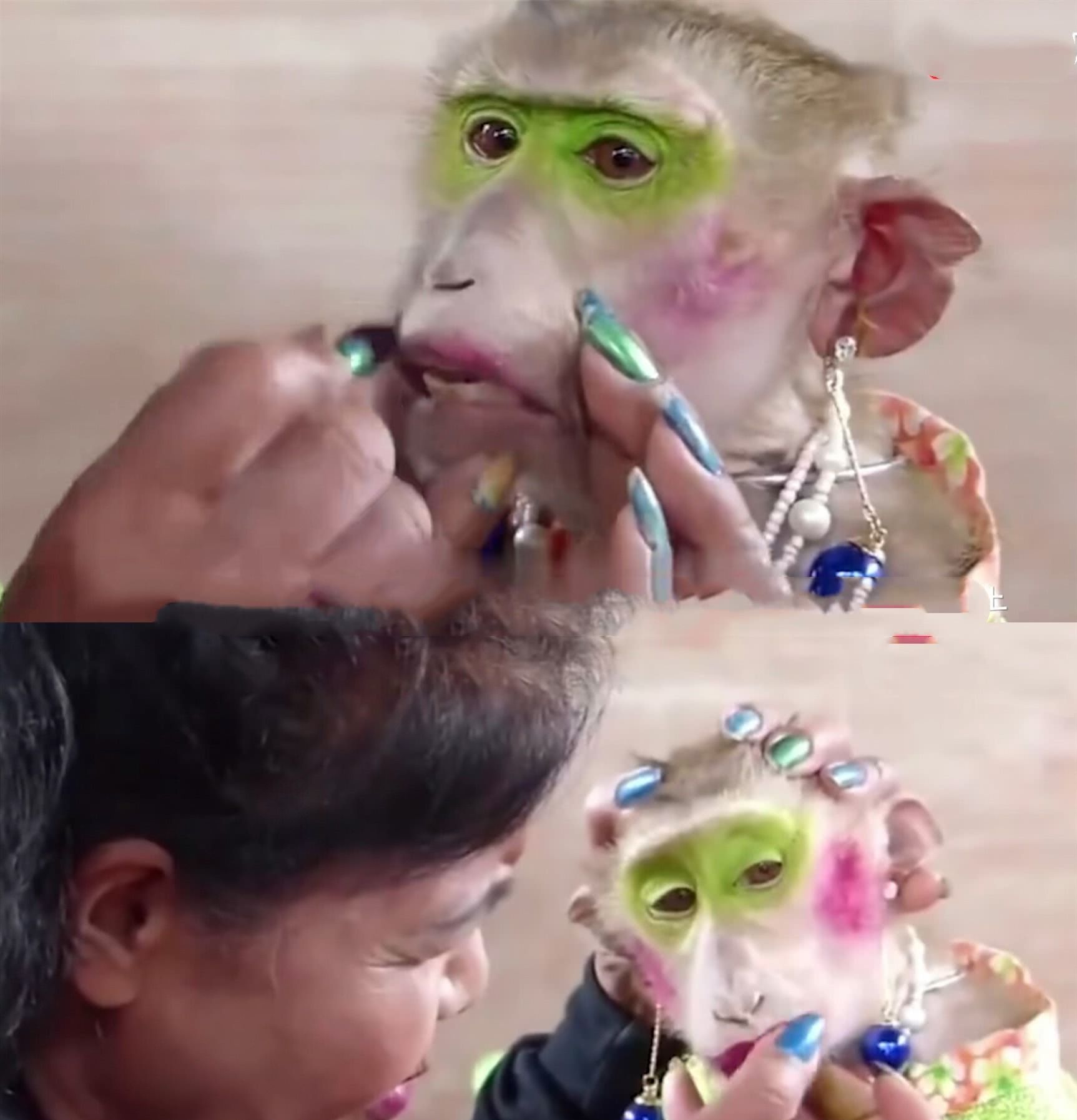 女子心血来潮给猴子化妆看到妆后的样子网友还好我进化的早