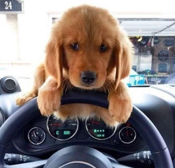 金毛给开车的主人捣乱,被好好的教育了一顿,表情快萌化了