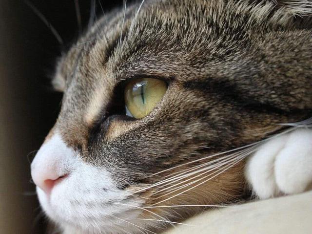 喵星人看见世界是什么样?