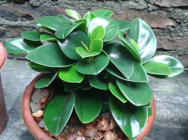 别人家的豆瓣绿绿油油为什么我的总是蔫蔫的