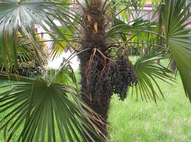 棕榈子|崩漏|遗精_新浪新闻