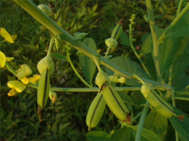 农村这个草果子像豆荚人称响铃草请不要拔掉