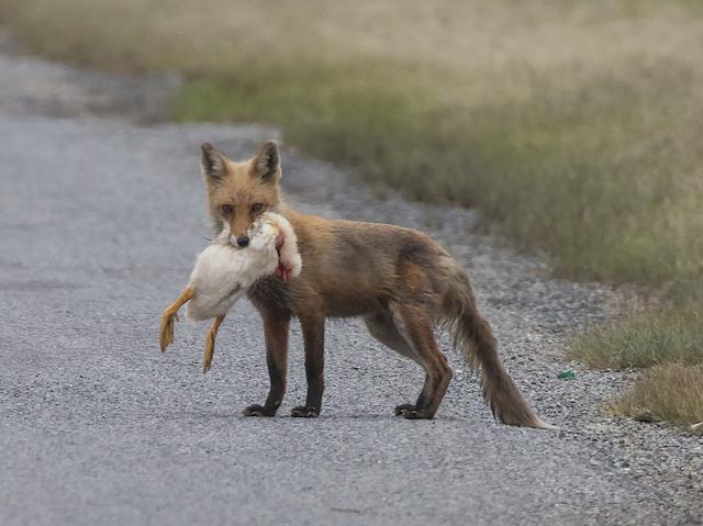 六个月大的狐狸想要偷鸡事实证明冒犯恐龙的后裔极不明智