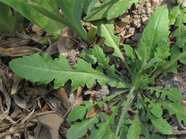 农村这个辣辣菜,小时候做玩具,如今对烟民有好处