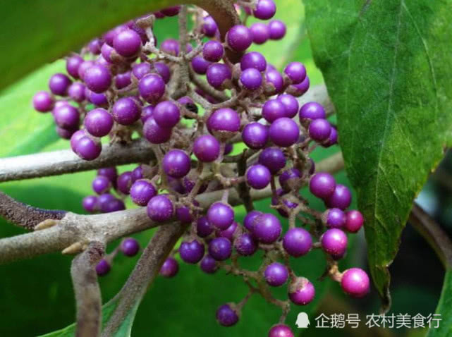 生长在山上的野果,可以用来"醉鱼"效果非常好,你认识它吗