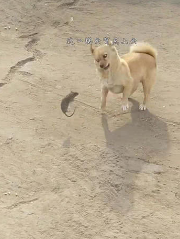 大黄狗第一次见老鼠,老鼠见状跳起来反咬,狗狗的表情笑喷
