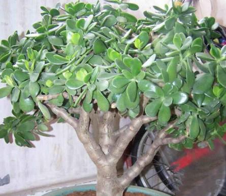 燕子掌的养殖方法 燕子掌怎么养