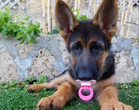 呆萌牧羊犬和小主人抢奶嘴