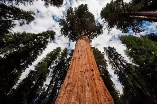 世界上最高的树,高度超50层楼,种子却比小米粒还小,我国已引进|桉树|杏仁|树干|沼泽地|树木_新浪新闻
